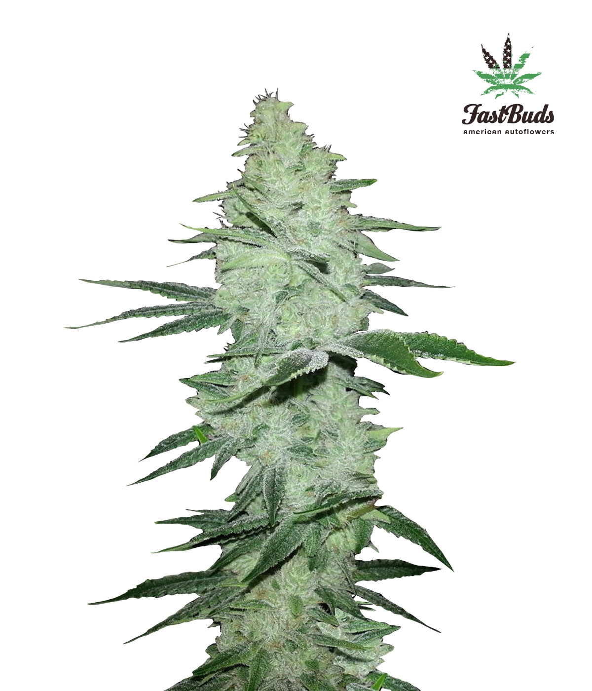 Six Shooter Auto Cannabis Seeds