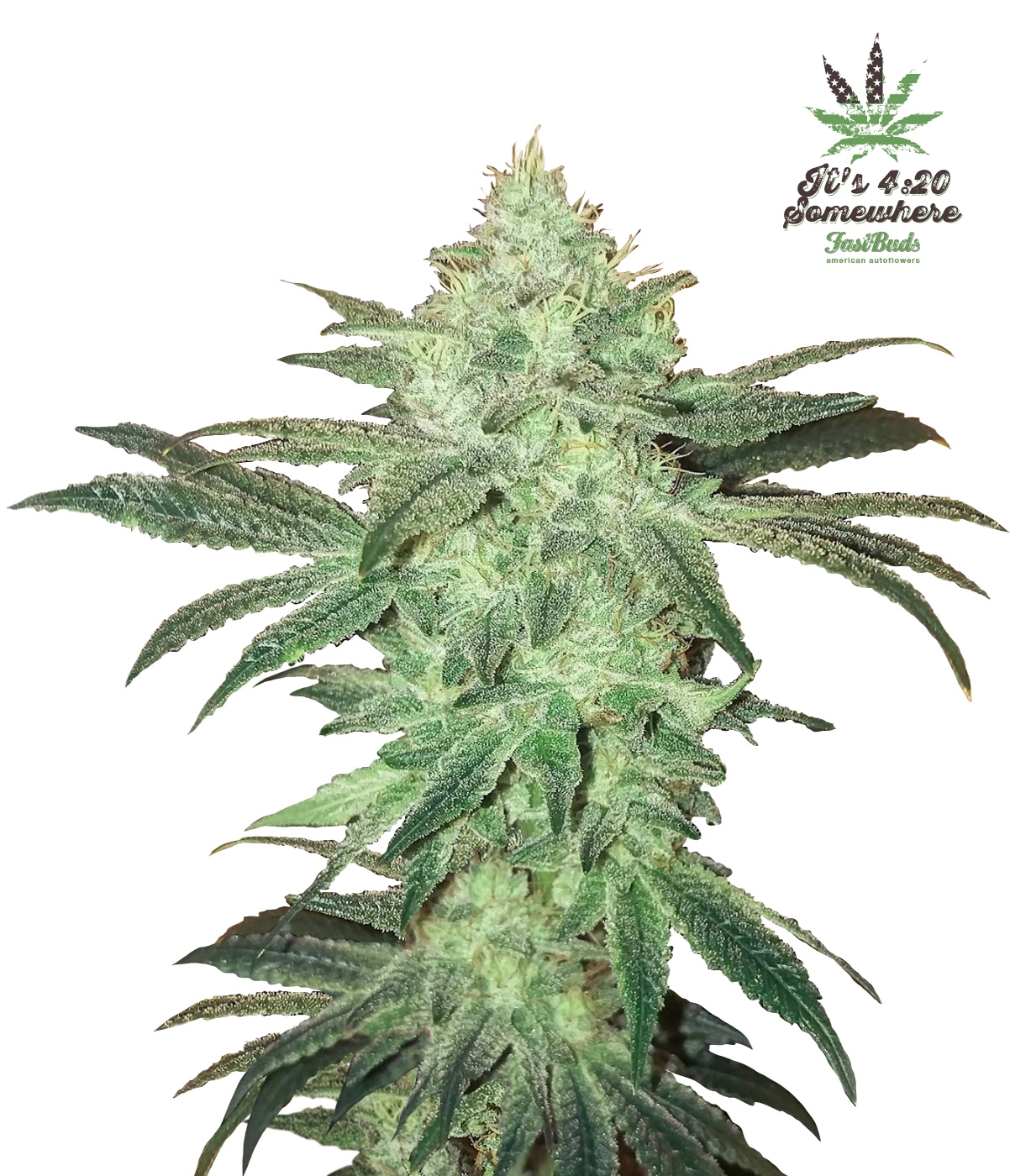 Stardawg Auto Cannabis Seeds