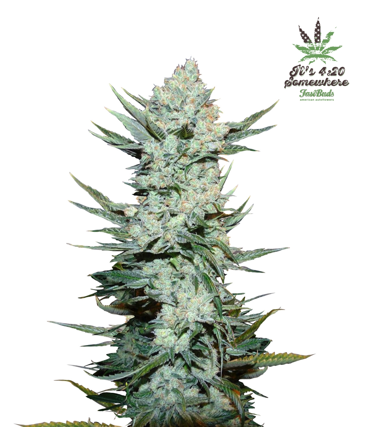Tangie'matic Auto Cannabis Seeds