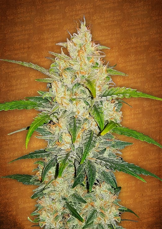 Zkittlez Auto Cannabis Seeds