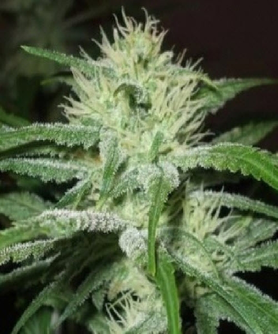 Auto Speed Bud Cannabis Seeds