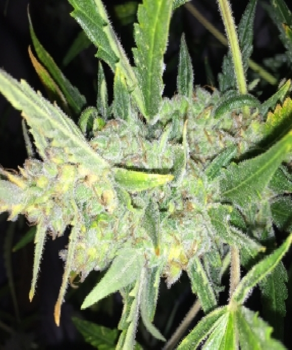 Auto White Widow x Big Bud Cannabis Seeds