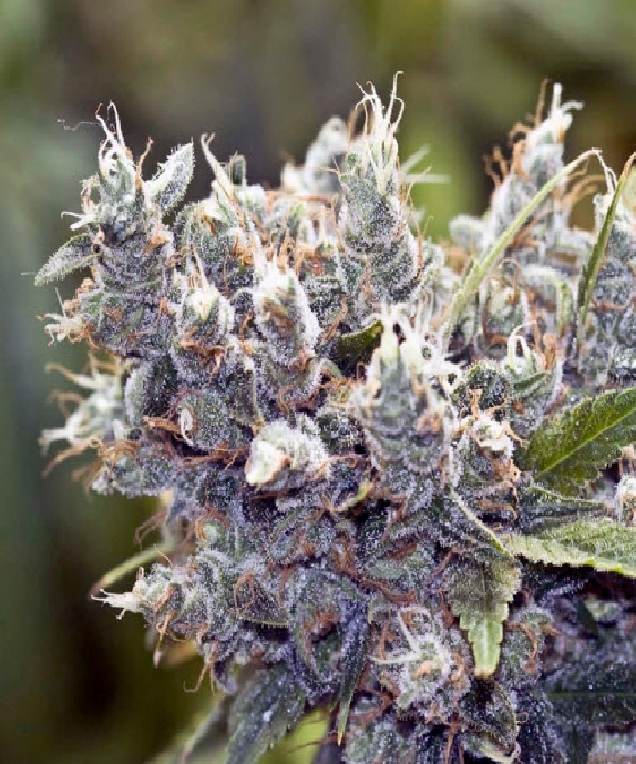 BubbleGummer Cannabis Seeds