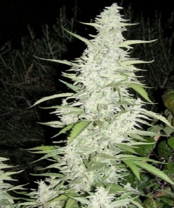 Maroc Cannabis Seeds
