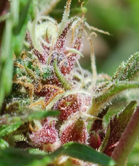Red Purps Cannabis Seeds