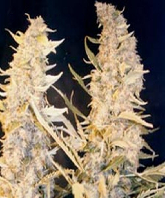 Skunk Special Cannabis Seeds