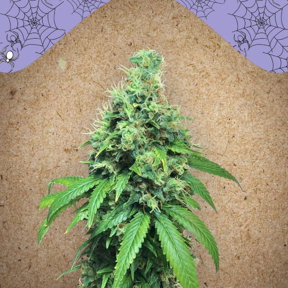 White Widow X Big Bud Cannabis Seeds
