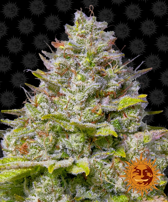 Blue Gelato 41 Cannabis Seeds