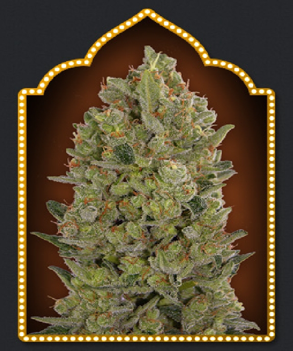 00 Cheese Cannabis Seeds