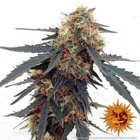 Tangerine Dream Auto Cannabis Seeds