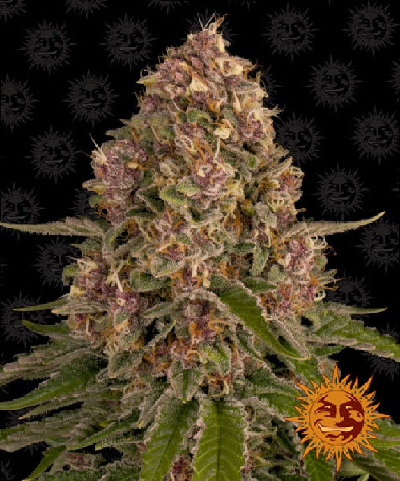 Pink Kush Cannabis Seeds