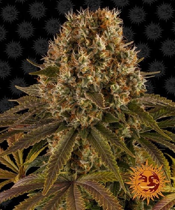 Strawberry Lemonade Cannabis Seeds