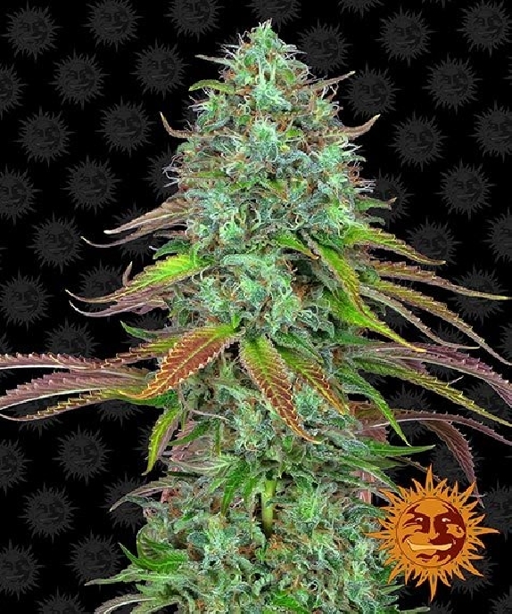 LSD Auto Cannabis Seeds