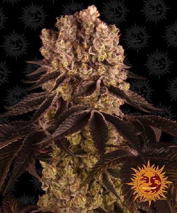 Purple Punch Cannabis Seeds