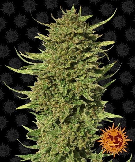 Critical Kush Regular Cannabis Seeds