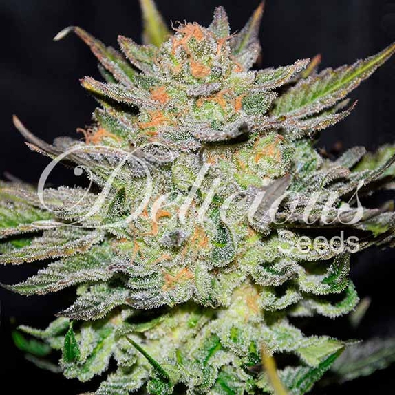 Auto Blue Ace CBD Cannabis Seeds