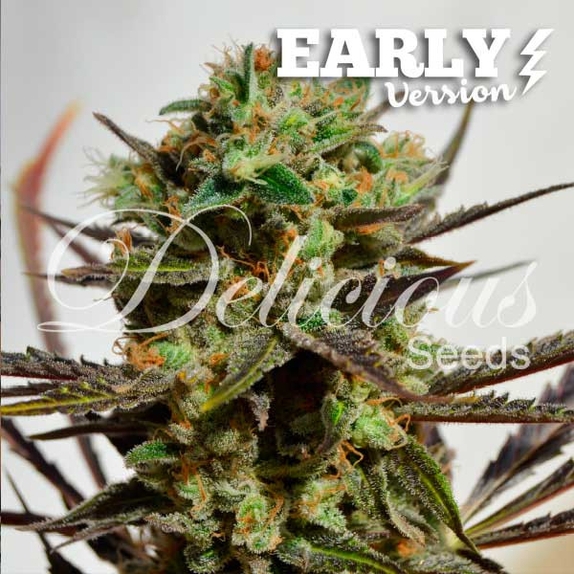 Candy Early Version Cannabis Seeds