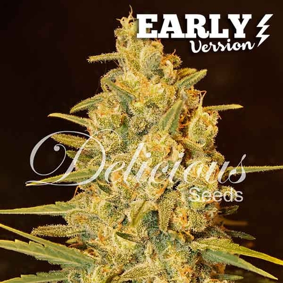 Critical Sensi Star Early Version Cannabis Seeds