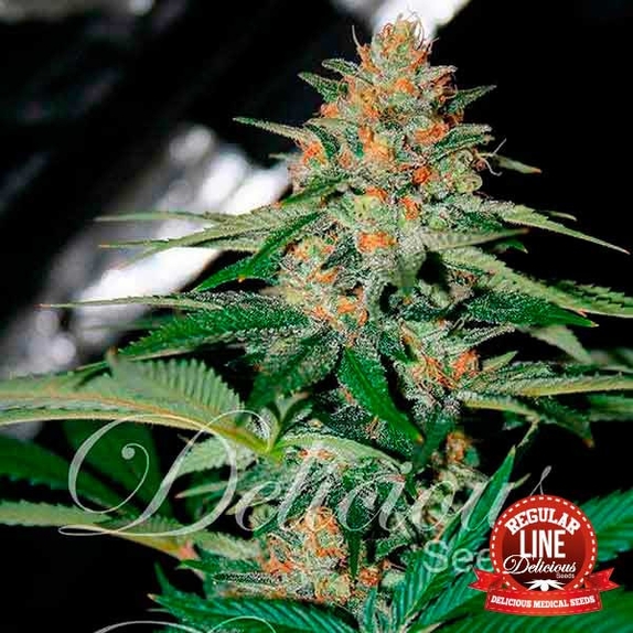 Candy Regular Cannabis Seeds