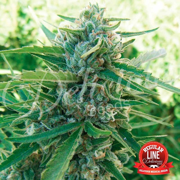 Sugar Black Rose Regular Cannabis Seeds