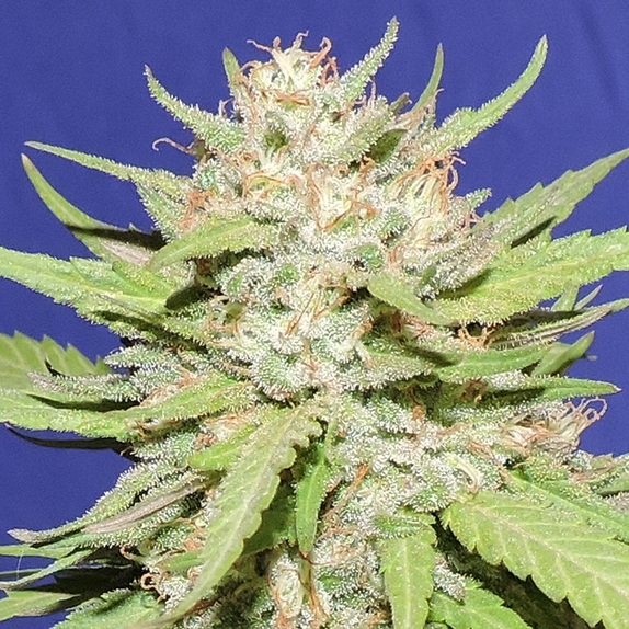 Wedding Cake Cannabis Seeds