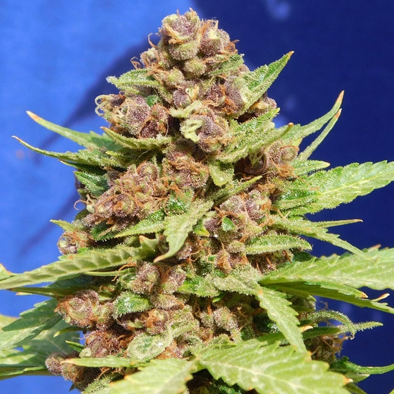 Purple Punch Cookies Cannabis Seeds