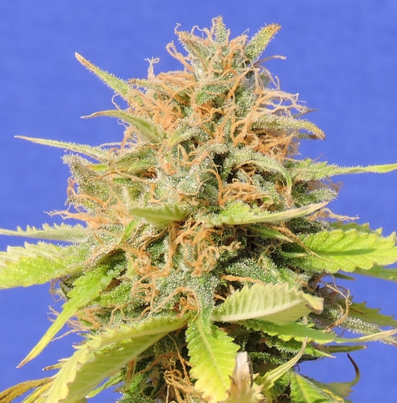 Girl Scout Cookies Auto Cannabis Seeds