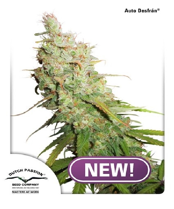 Auto Desfran Cannabis Seeds