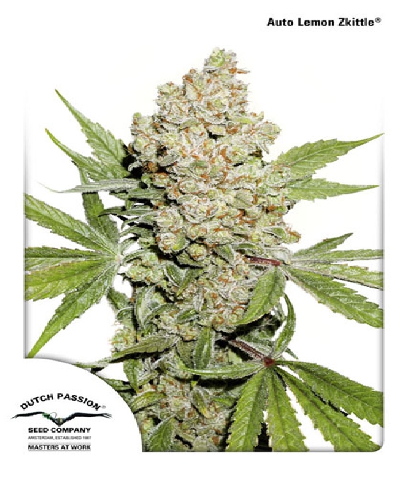 Auto Lemon Kix (aka lemon zkittlez) Cannabis Seeds