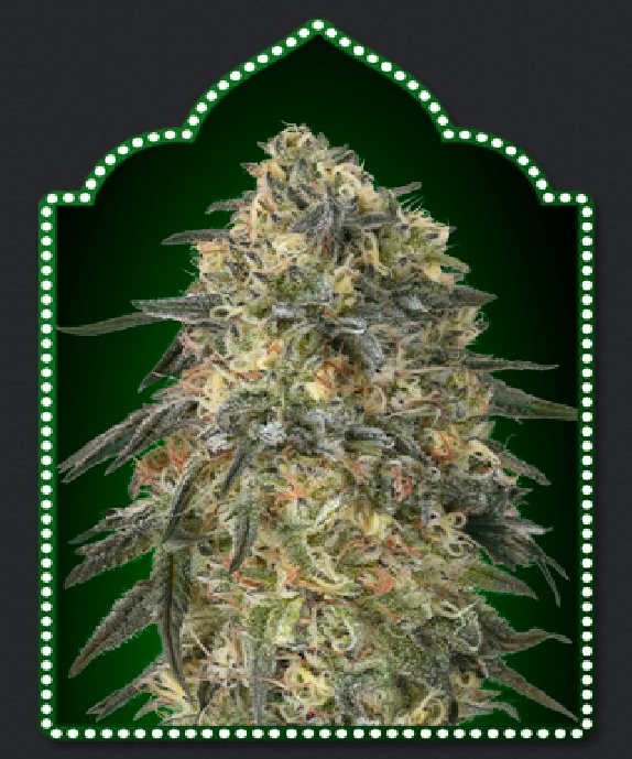 Gorilla Cannabis Seeds