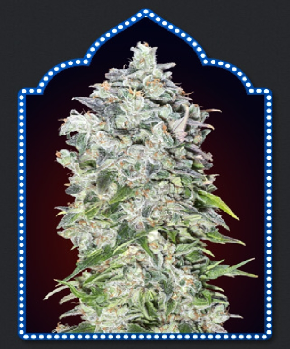 Auto 00 Kush Cannabis Seeds