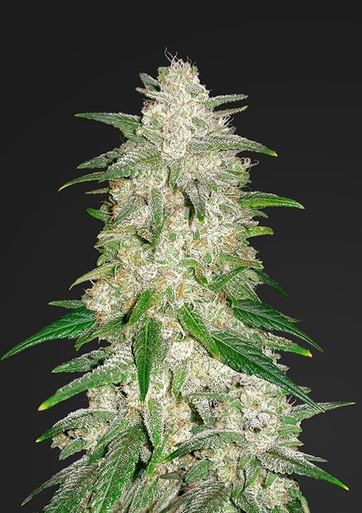 Gelato Auto Cannabis Seeds