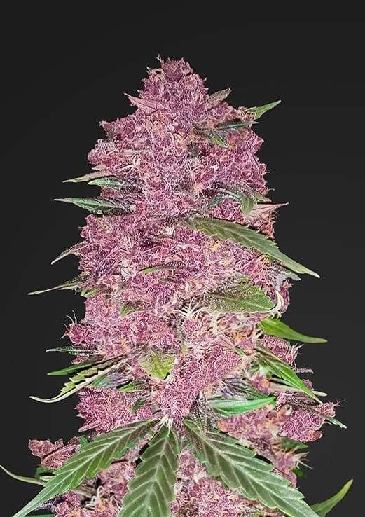 Purple Lemonade Auto Cannabis Seeds