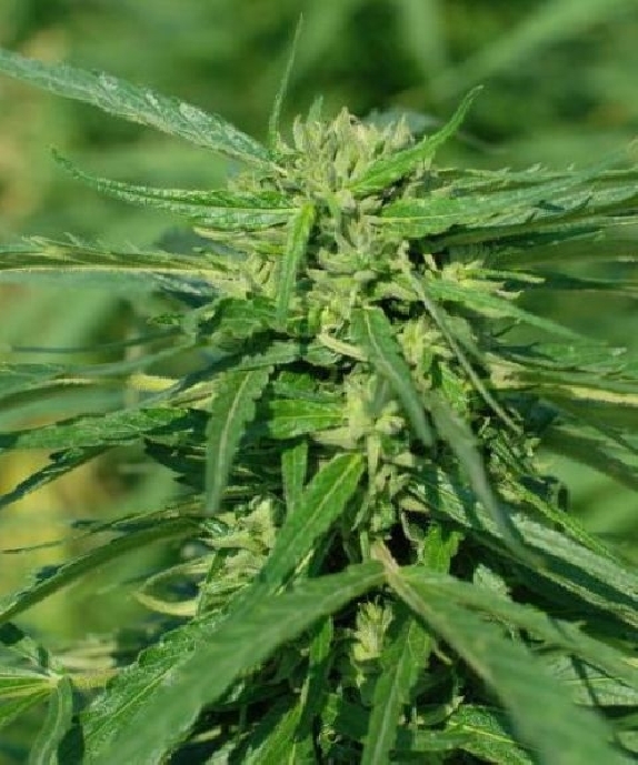 CBD Terra Italia 40:1 Cannabis Seeds