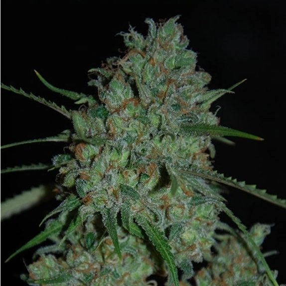 Afghan Skunk Cannabis Seeds