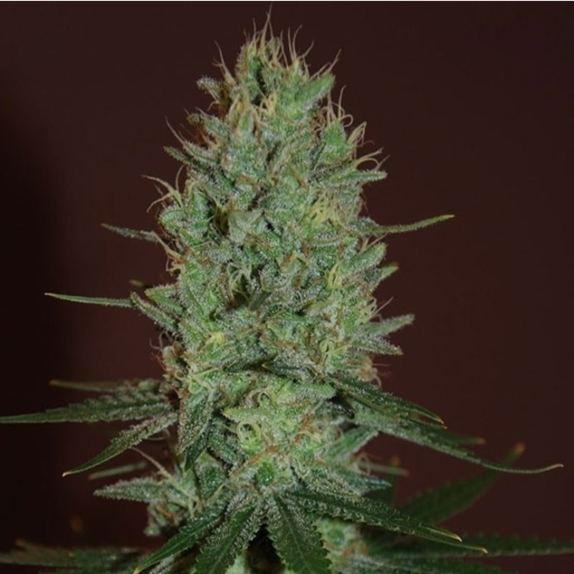 Amnesia Haze Cannabis Seeds