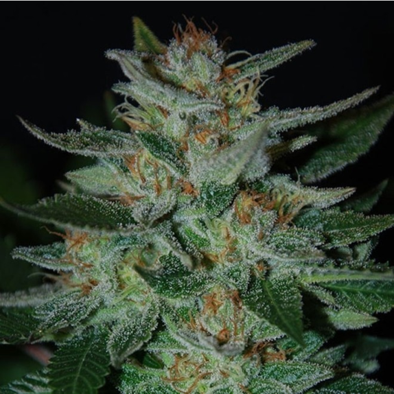 Blue Cheese Cannabis Seeds