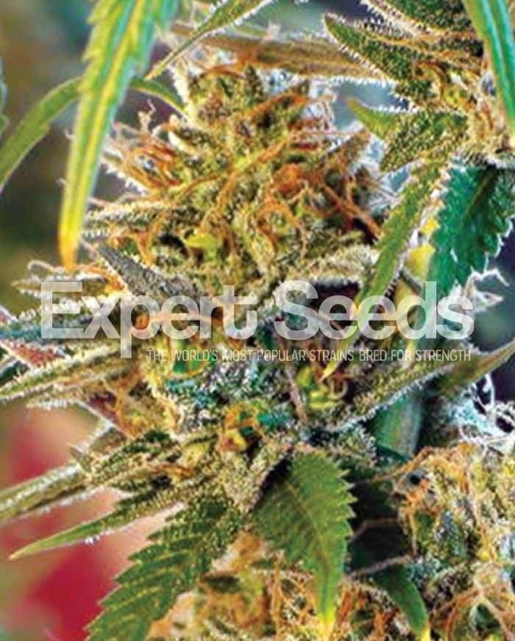 California Orange Cannabis Seeds