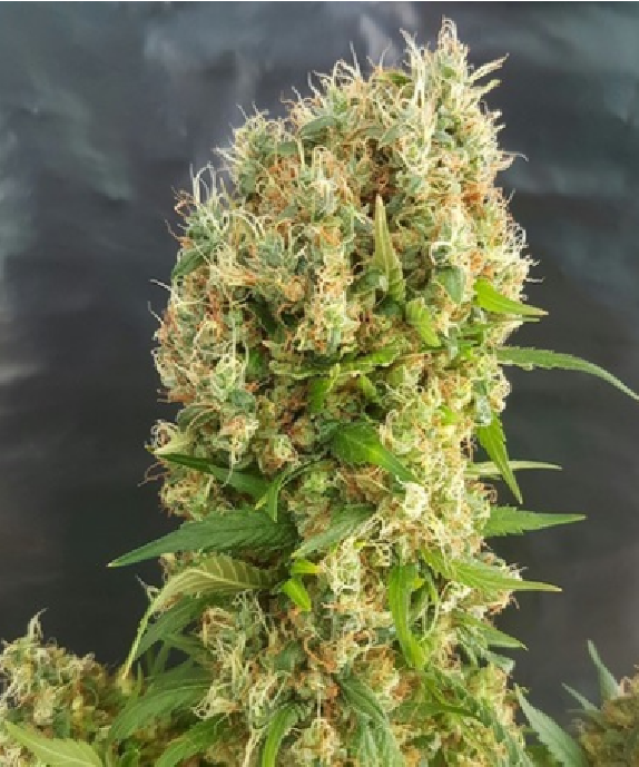 Chemdog Gorilla Cannabis Seeds