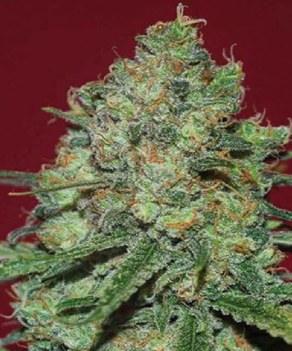 Clinical White CBD Cannabis Seeds