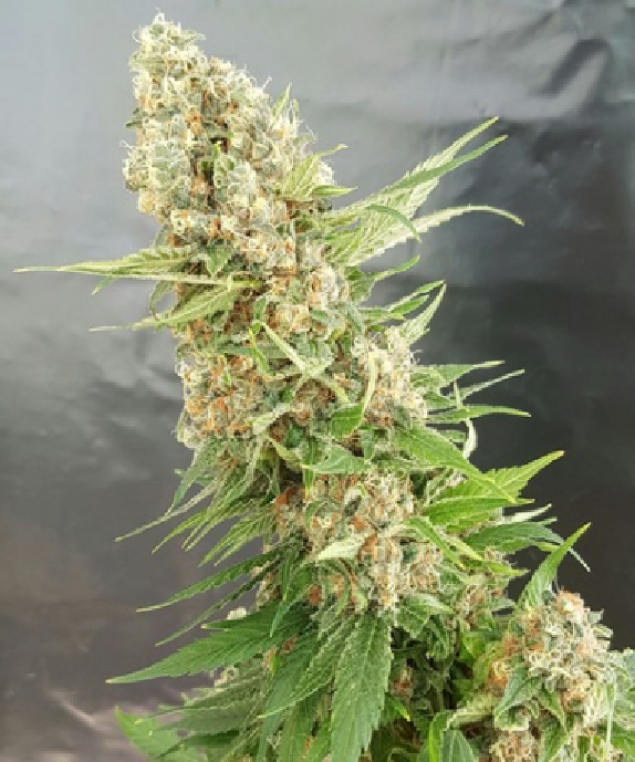 Critical Gorilla Cannabis Seeds