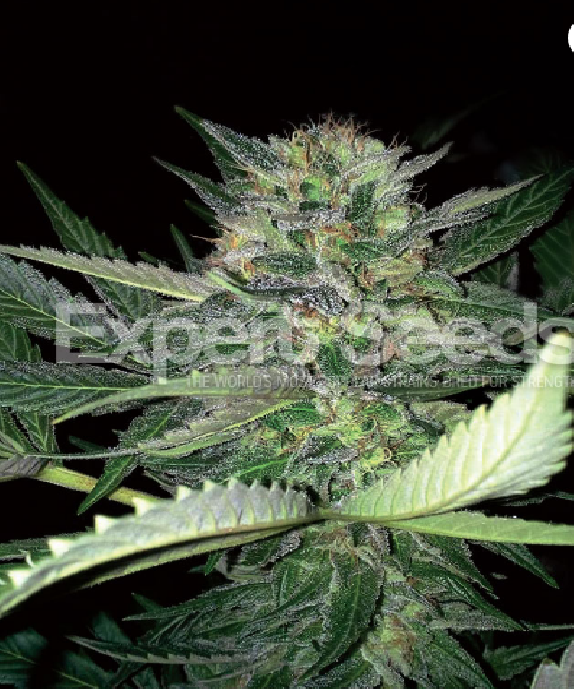 Critical Lights Cannabis Seeds