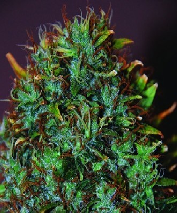 Expert Haze Cannabis Seeds