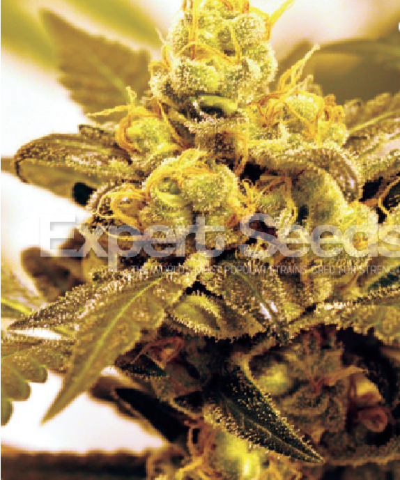 Fruit Salad Cannabis Seeds