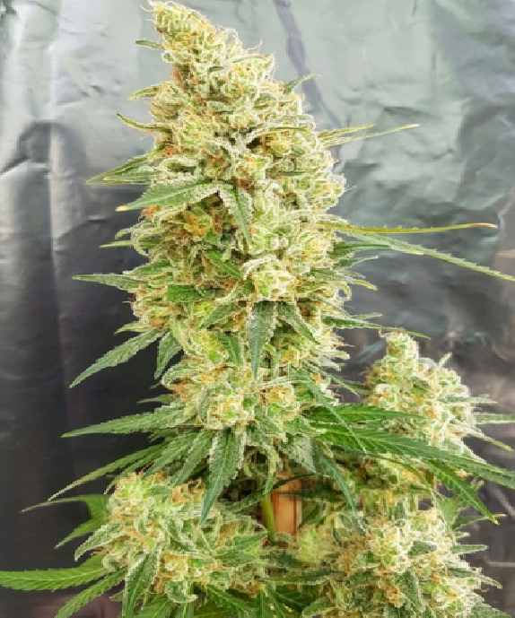 Gorilla Banana Cannabis Seeds