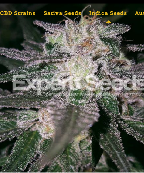 Gorilla x Cookies  Cannabis Seeds