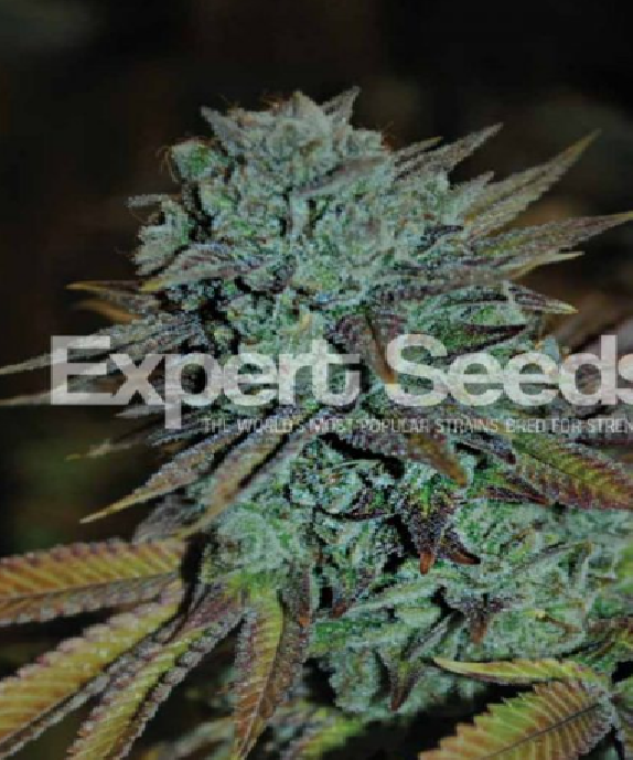 Expert Gorilla Cannabis Seeds