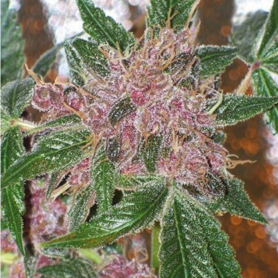 Cherries Jubilee - The Gold Line  Cannabis Seeds