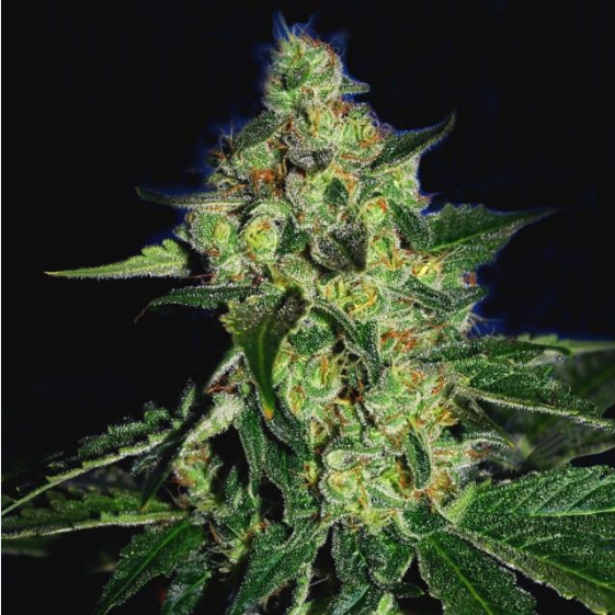 SugarMill - The Gold Line Cannabis Seeds
