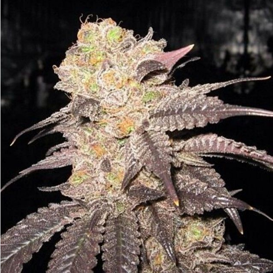 Purple Diesel Cannabis Seeds